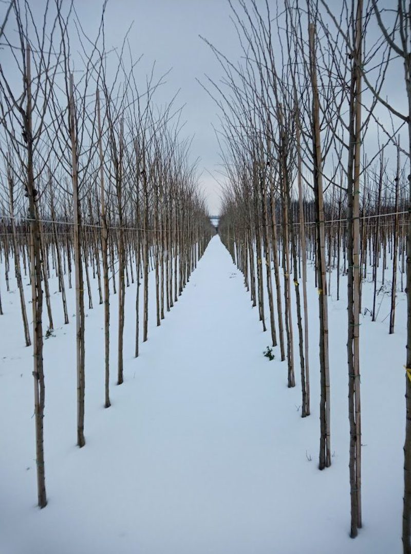 Winter: de rijen onder de sneeuw.