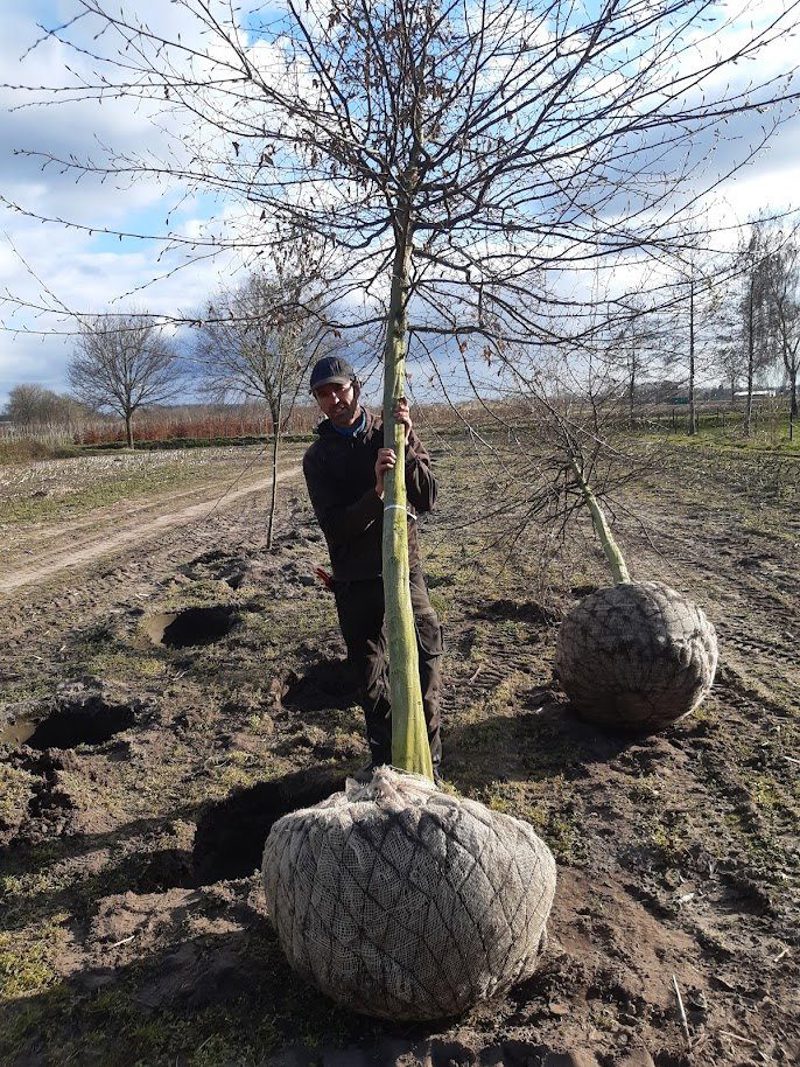 Kluit in jute en draadkorf.